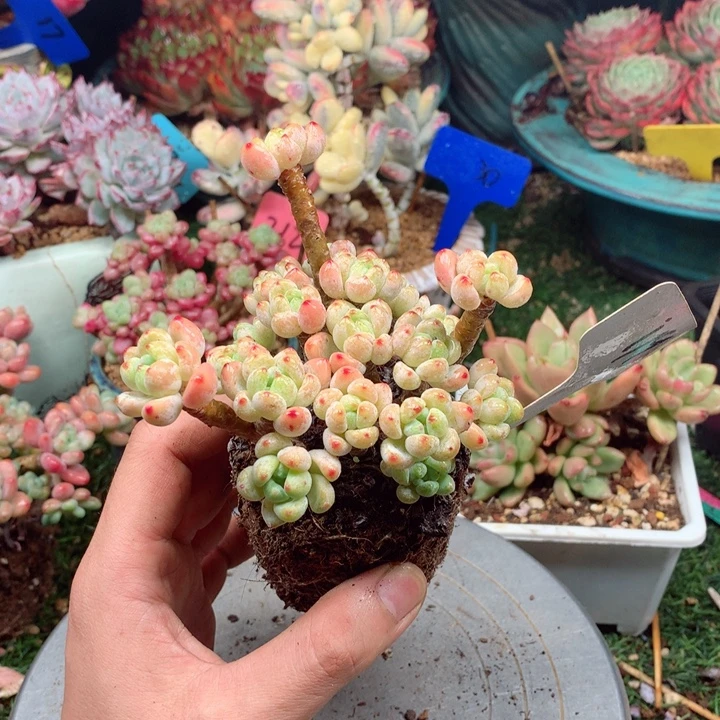 多肉植物一物一拍119