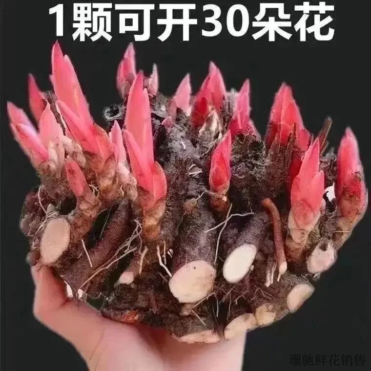 芍药种球四季开花盆栽芍药花根块芍药种根室内外庭院花卉观花植物