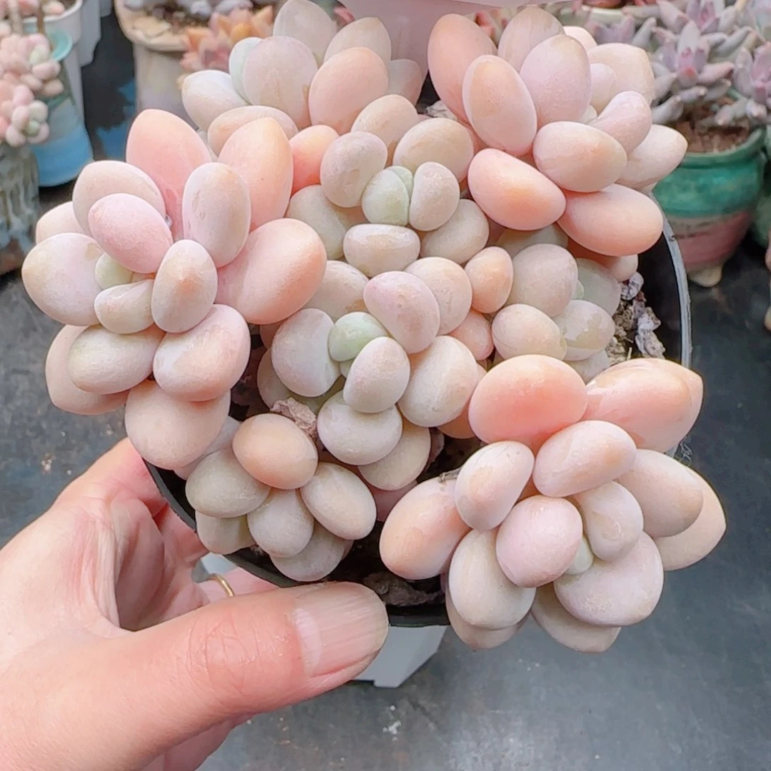 多肉植物8286……………..