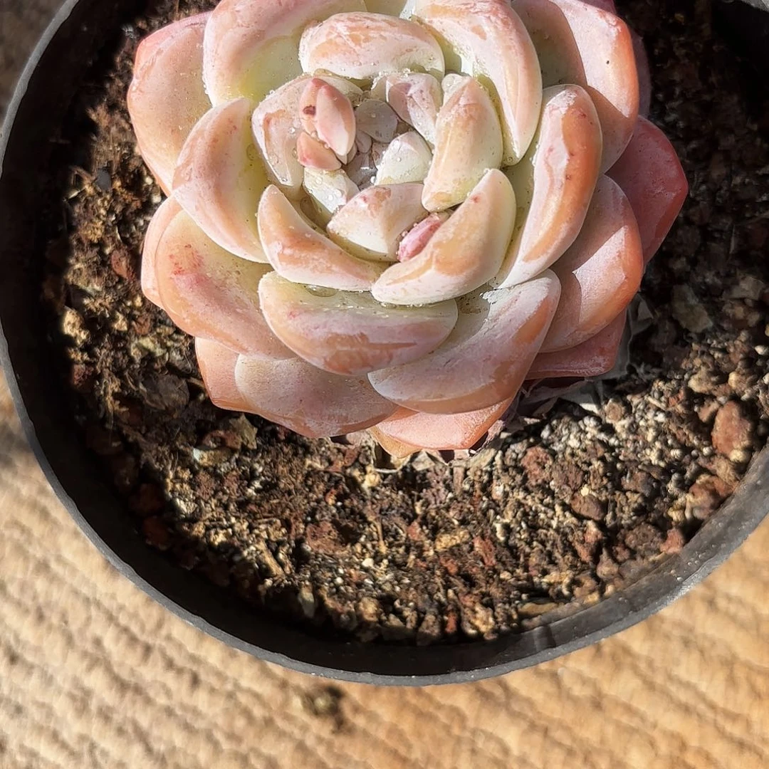 布*不羞妹妹的冰玉好看