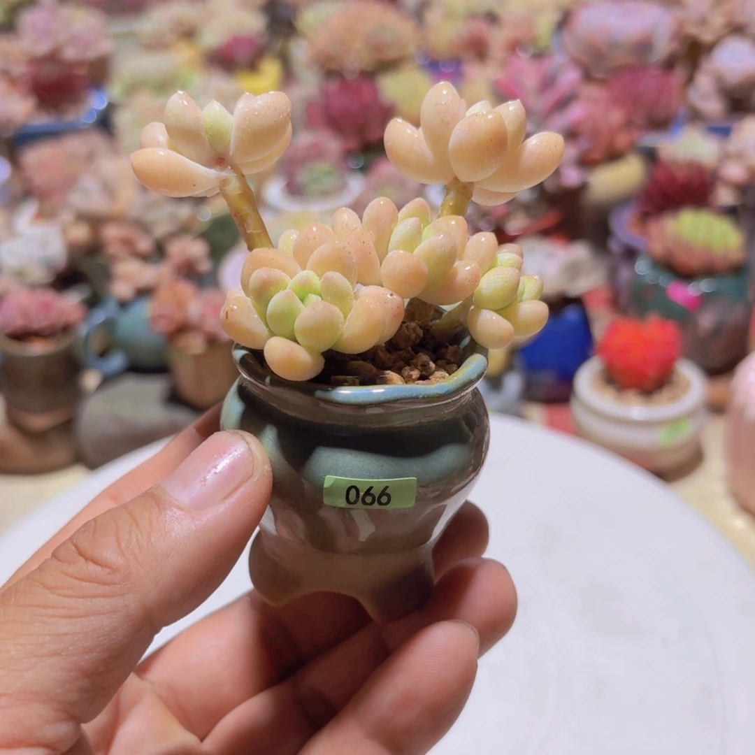 一物一拍编号066