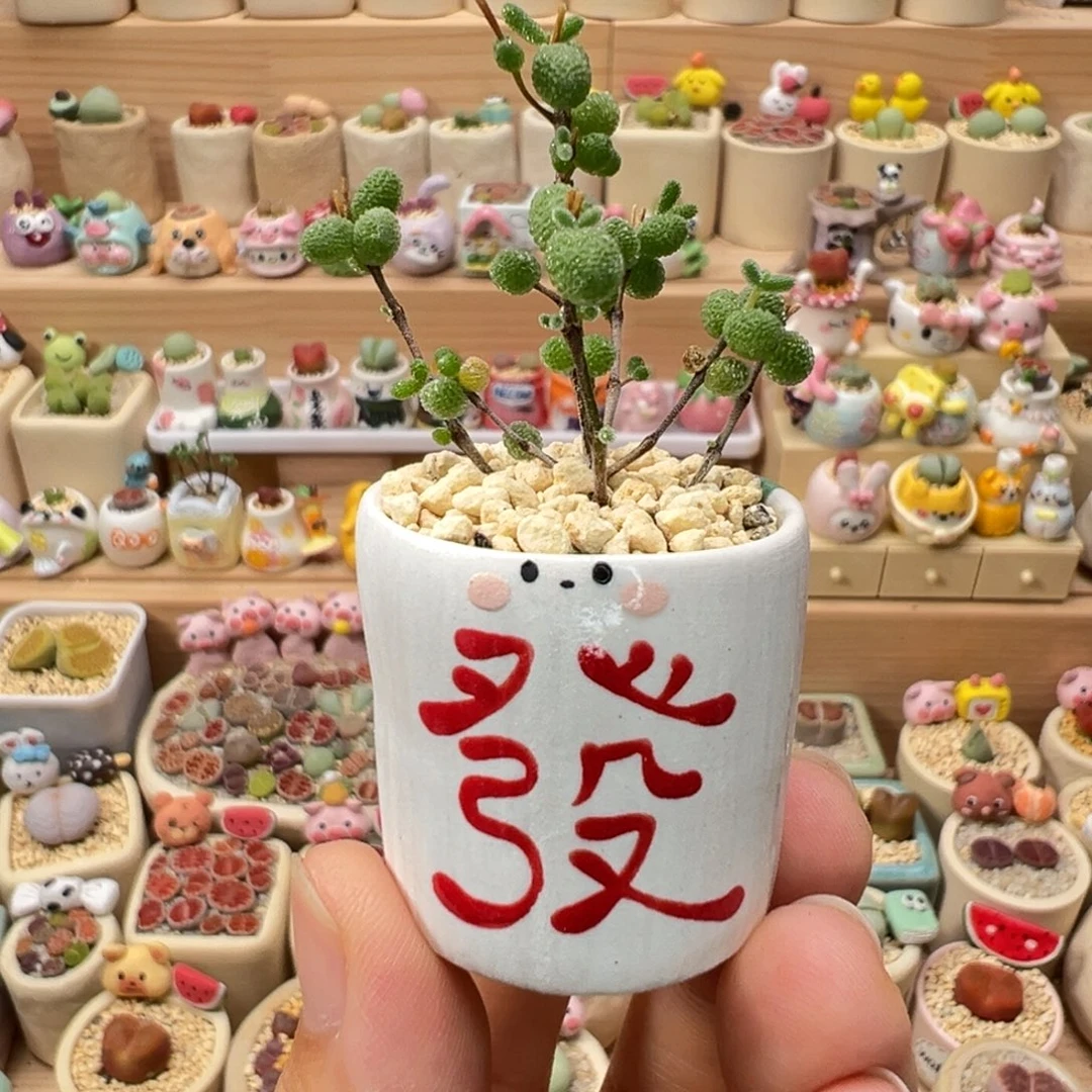 多肉植物94号枝干