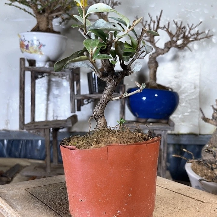 红陶用****1胡tu588096366