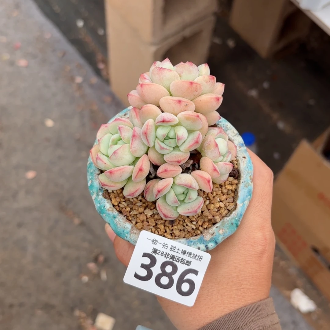 香草老桩无盆土发货