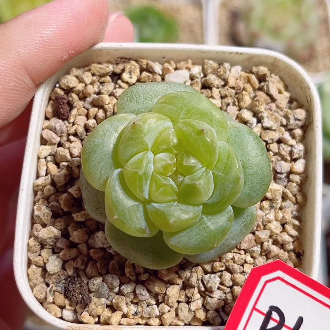 B618 一物一拍 无名珍妮