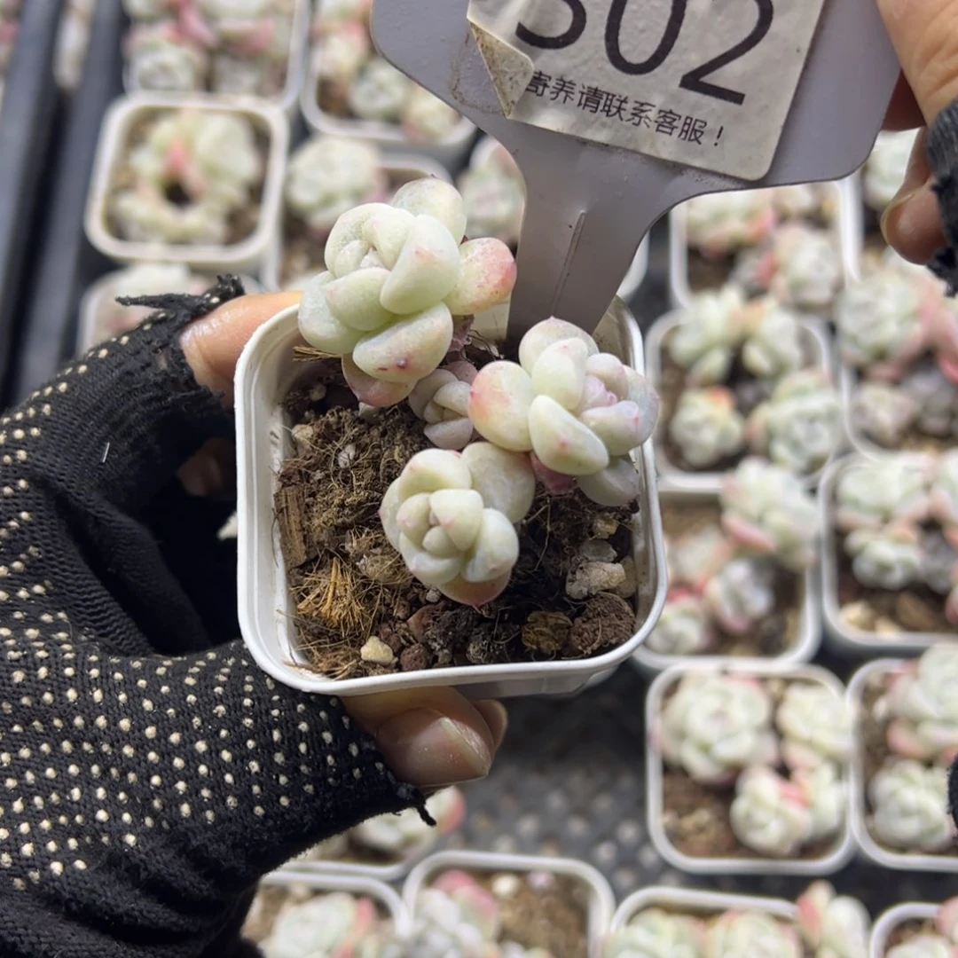 红陶霖*月302号多肉植物