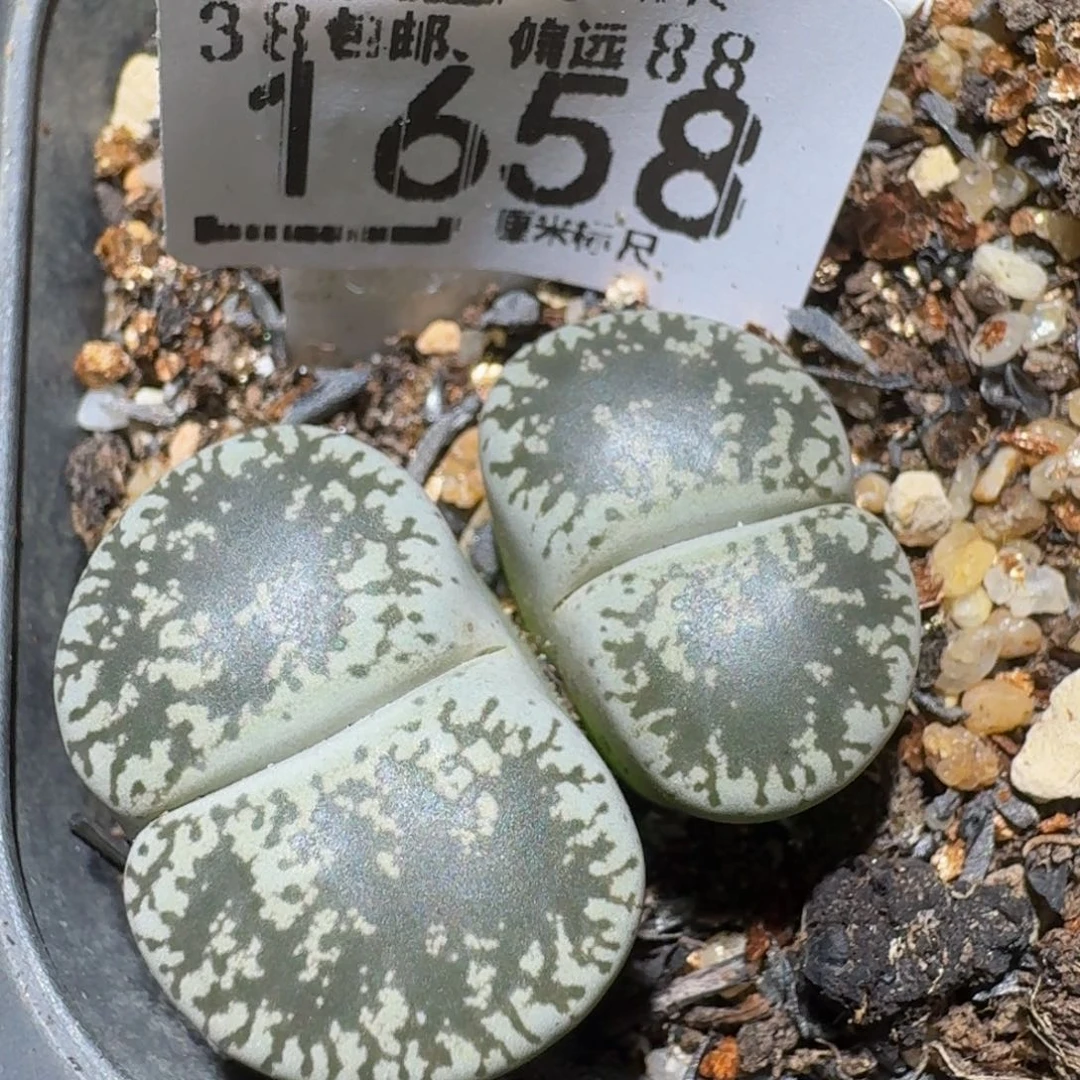 Ssss精品生石花1658