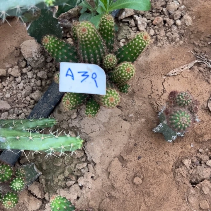 于***美A39袖普嫁接金妞阿尔法40