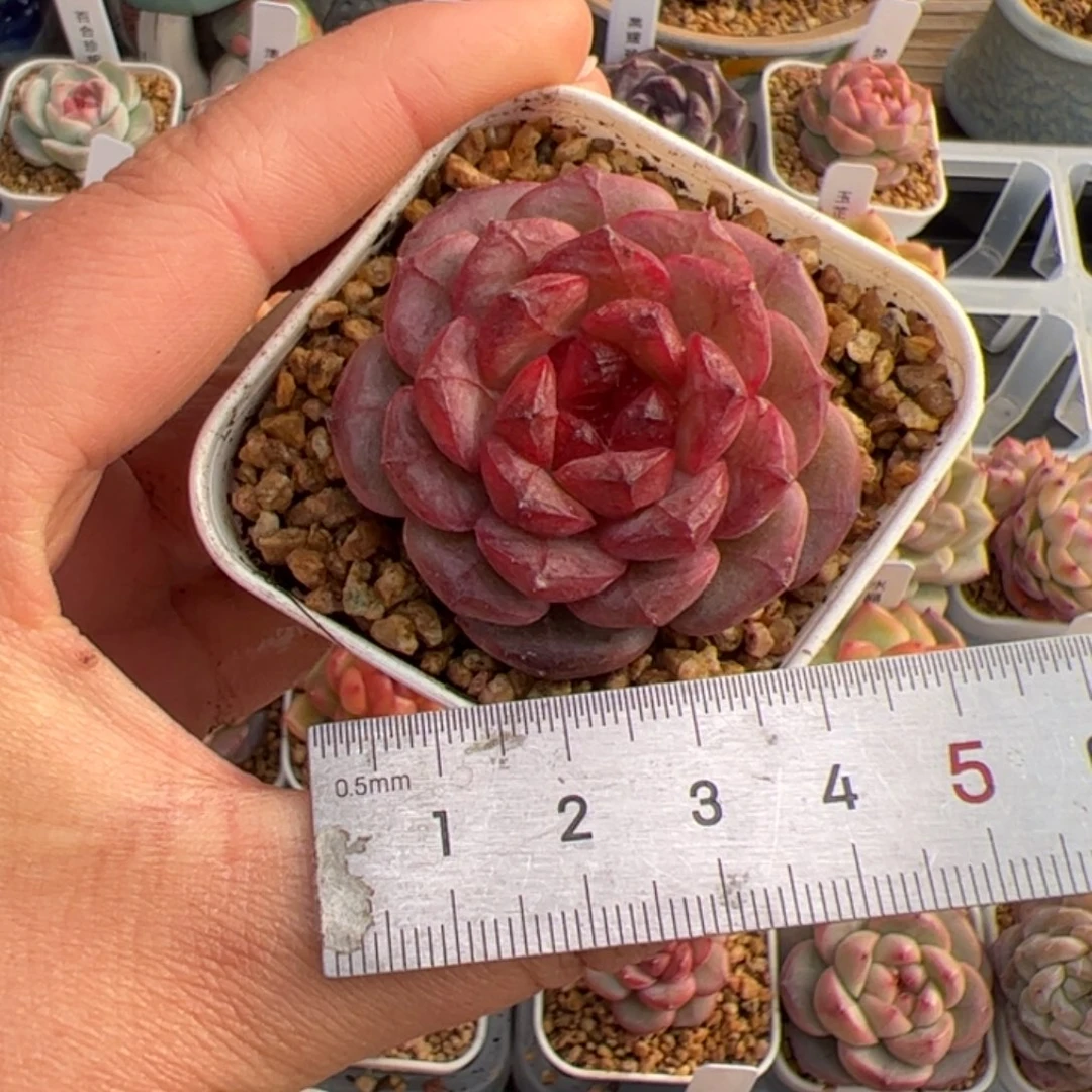 养****?105 多肉植物组合盆栽