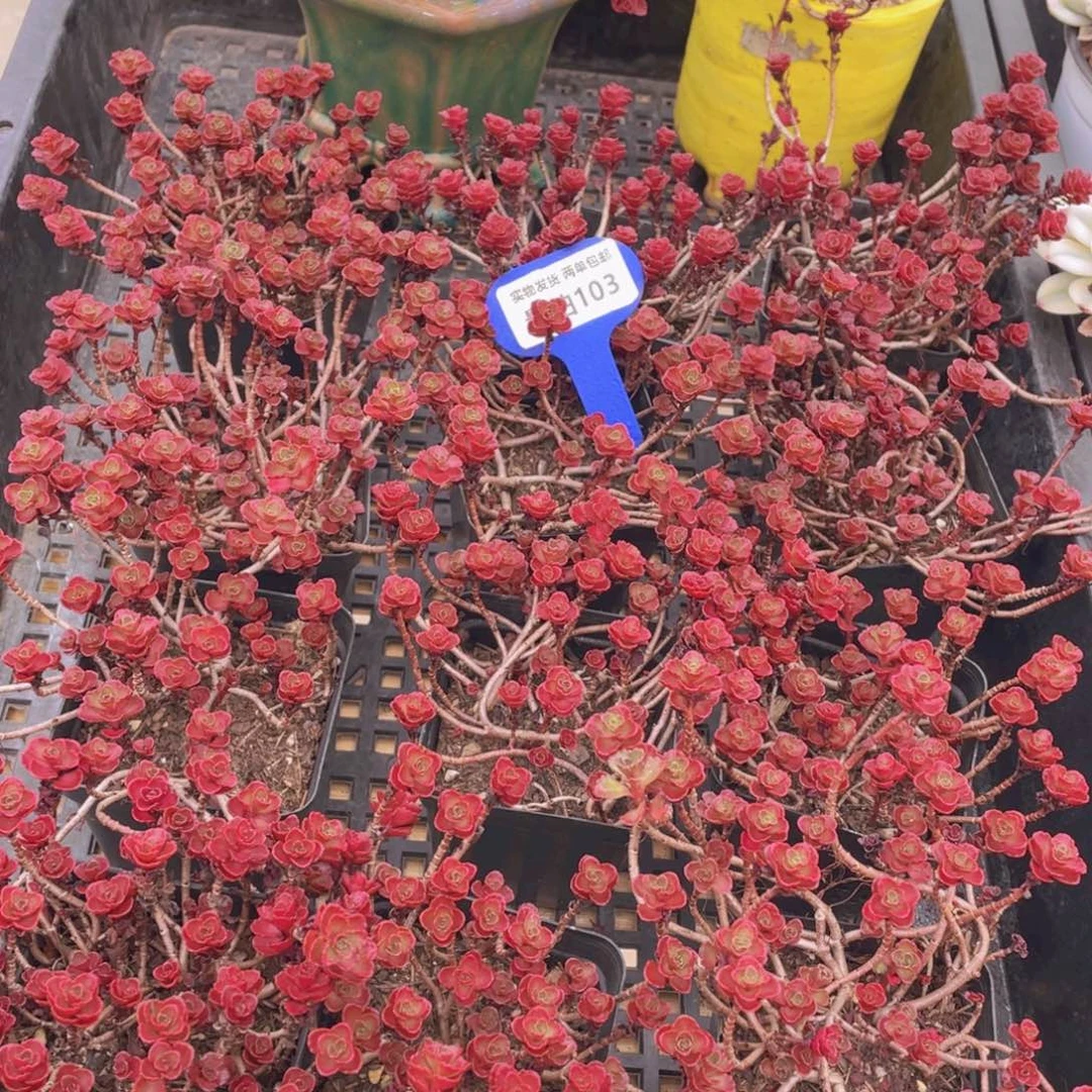 量拍103号 小球玫瑰一盆