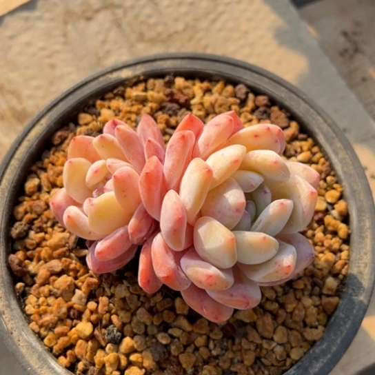 橙梦露 夏鸣园艺