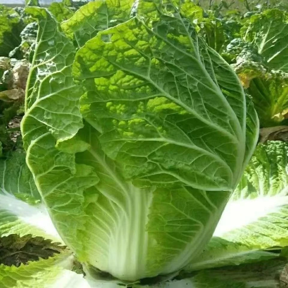【下锅耙大白菜种子】火锅菜高产小白菜四季播阳台农家蔬菜种孑籽