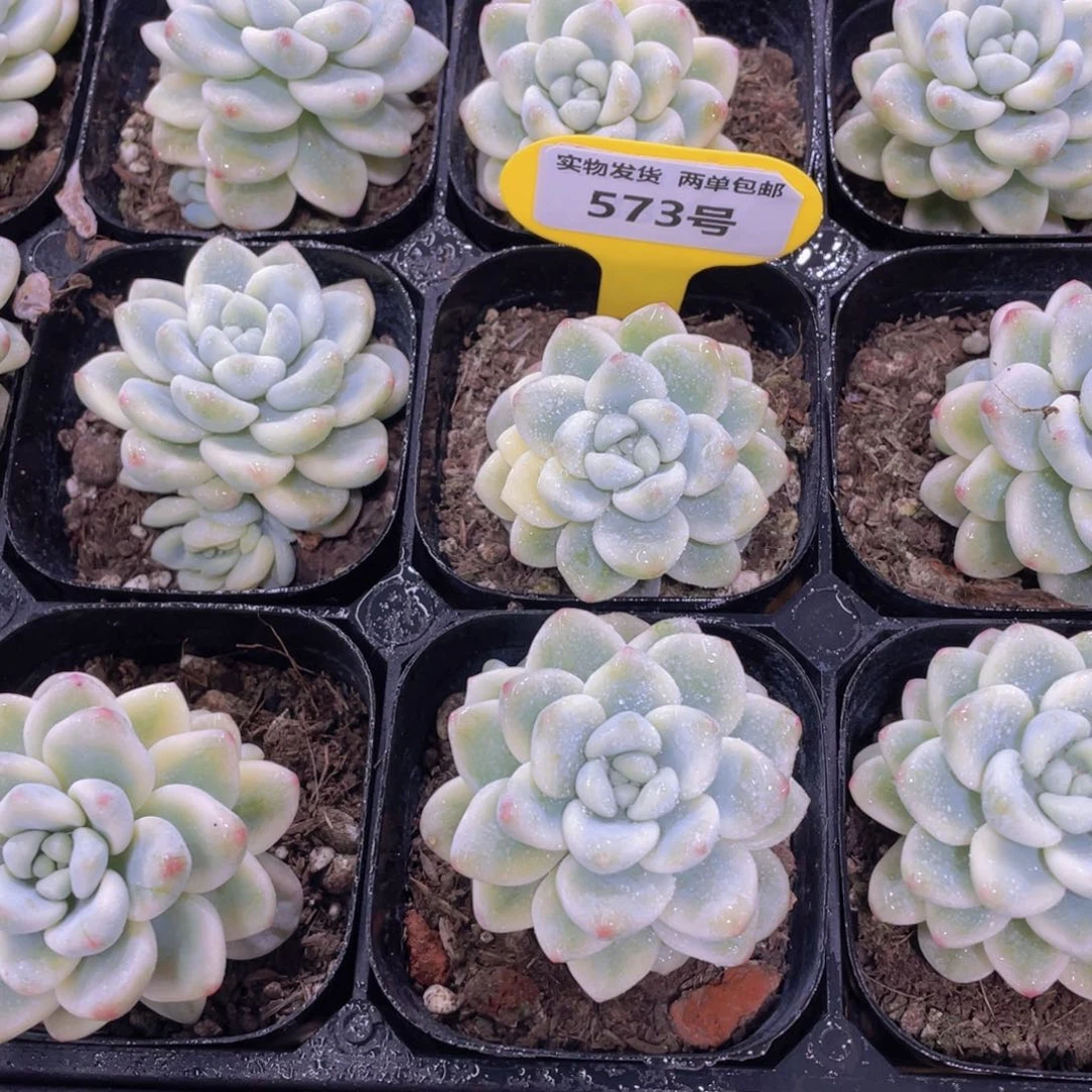 573号 精品劳尔锦两个