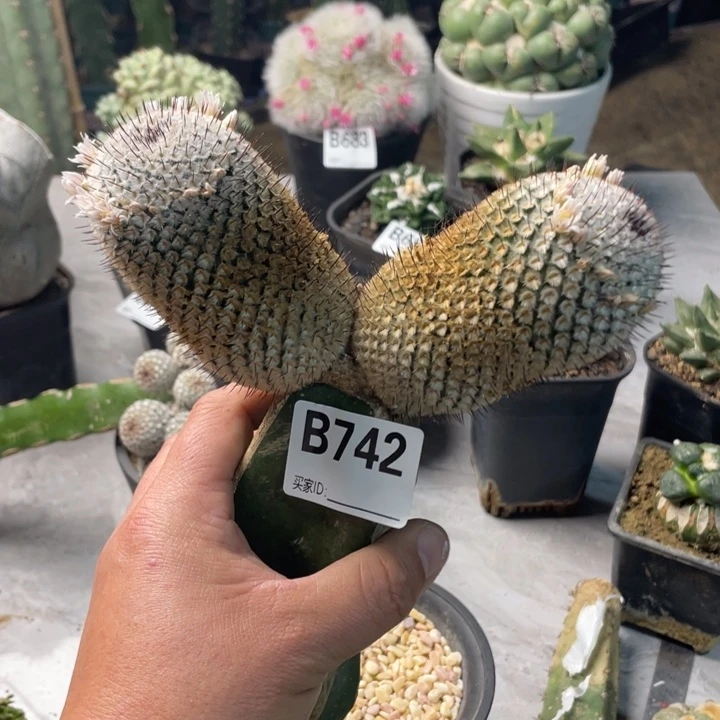 742佩勒一个仙人球