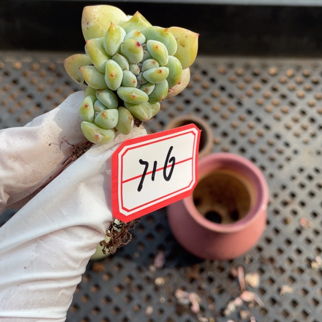 716号一颗20包邮新疆西藏不发