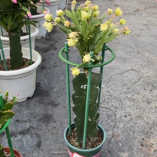 052蟹爪兰尾号7268