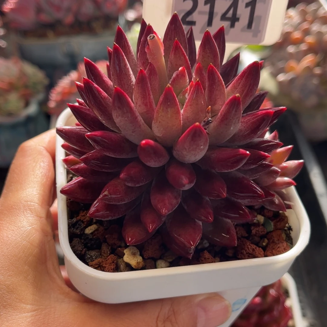 2141 满30包邮 天冷必拍保温箱