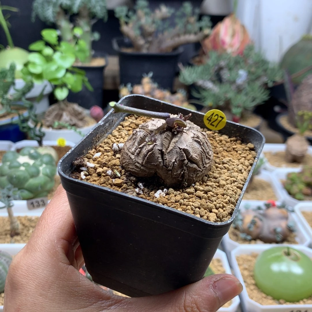 南非龟甲福利带盆427