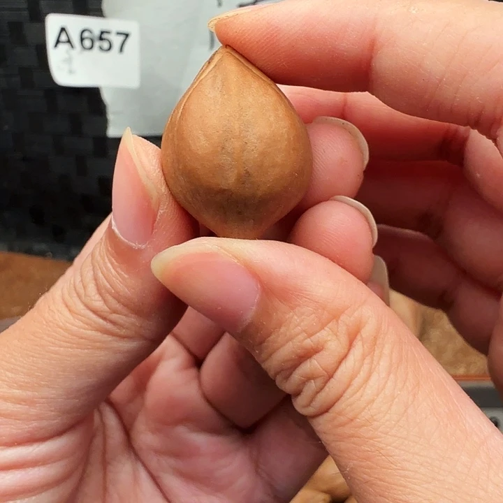 手串/手链橄榄核橄榄