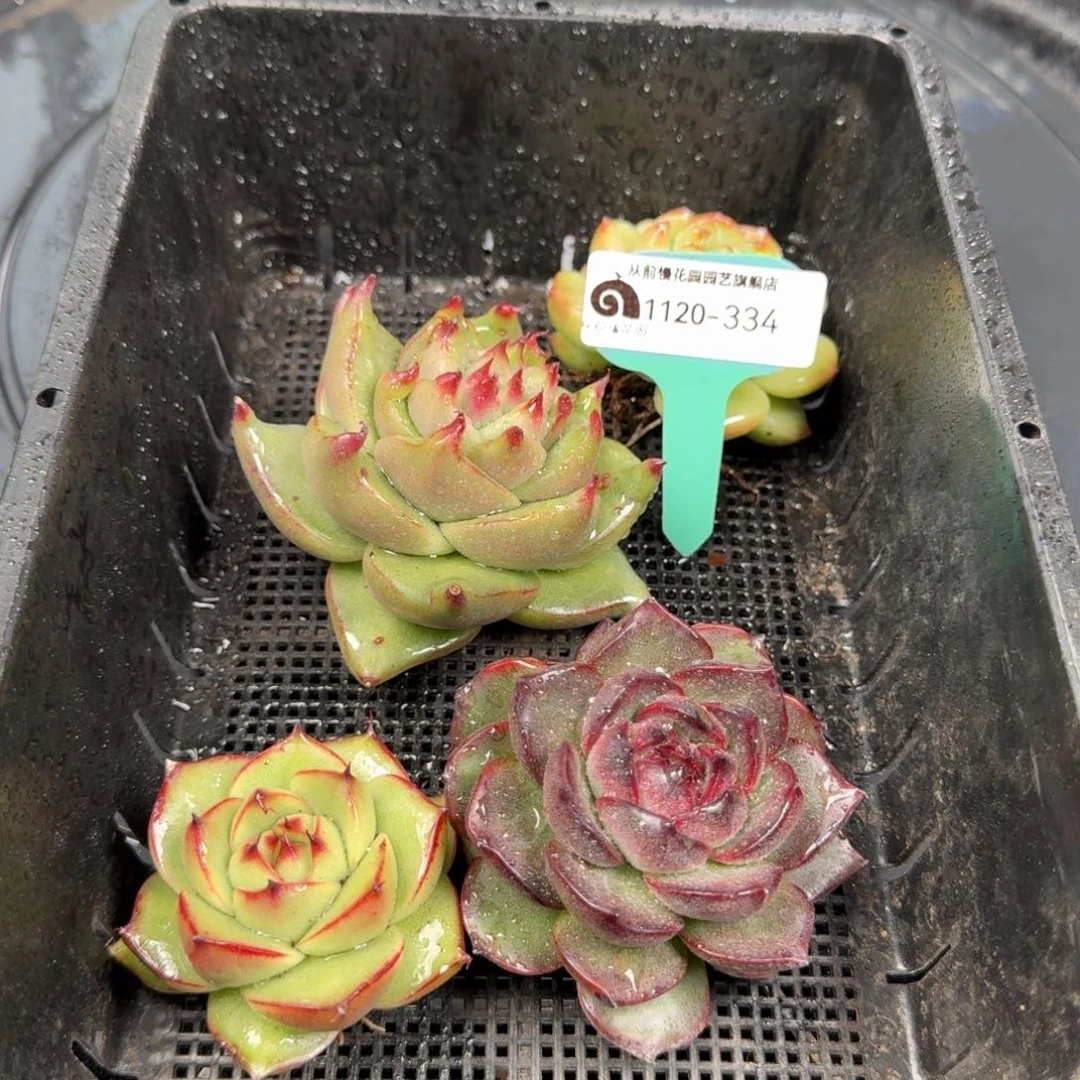 从前慢花园多肉编号1120-334