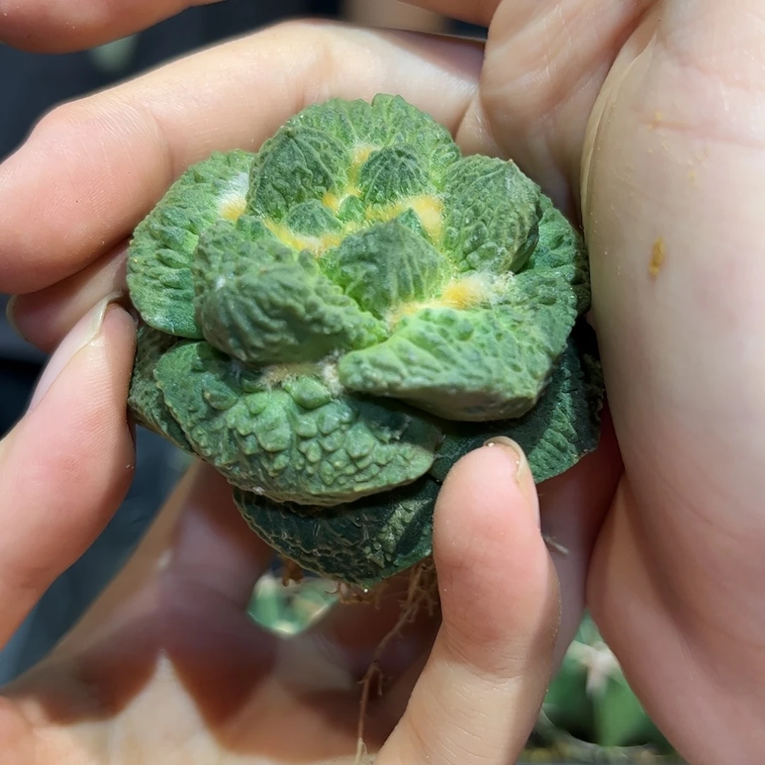 11号5cm自根短尤龙角哥斯拉