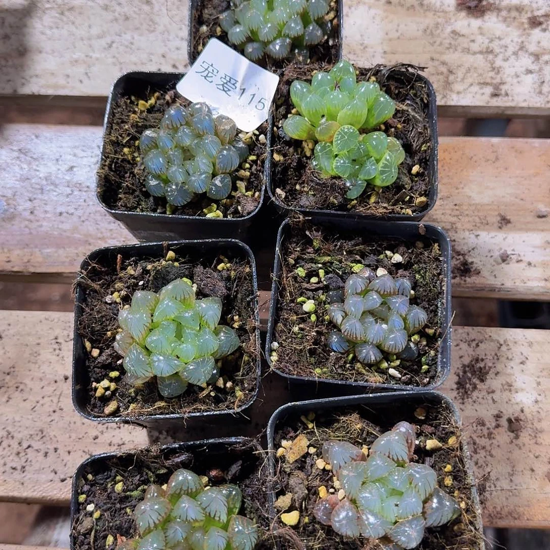 直播福利一物一拍115