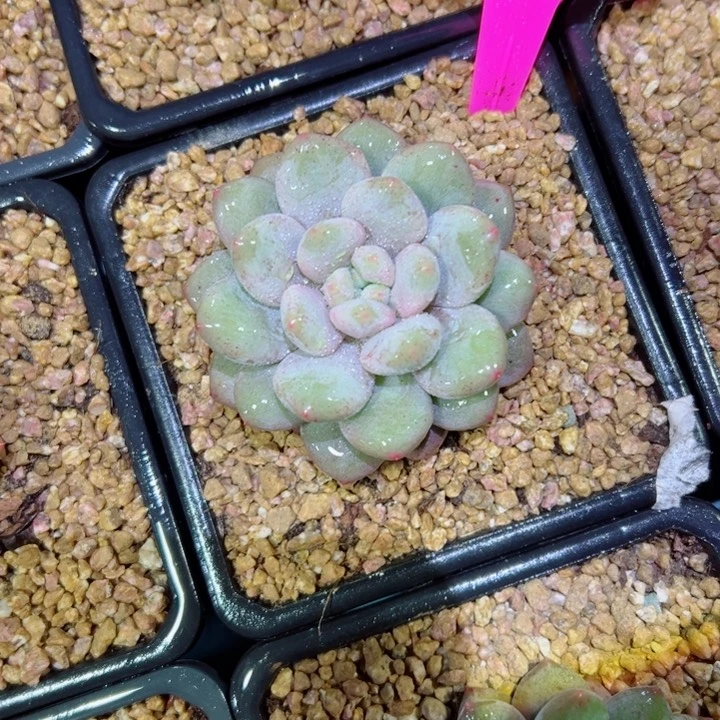 精品多肉植物老桩