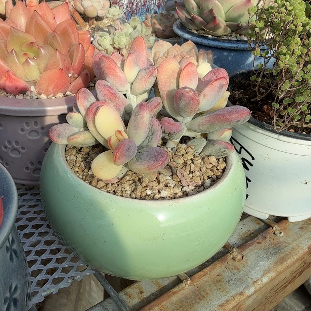 中号福娘锦多肉植物