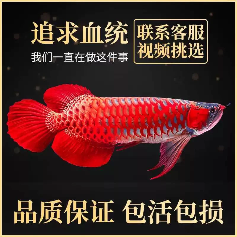 印尼红龙鱼大湖红龙绿皮辣椒超血红龙赤血紫艳白玉观赏鱼活体风水