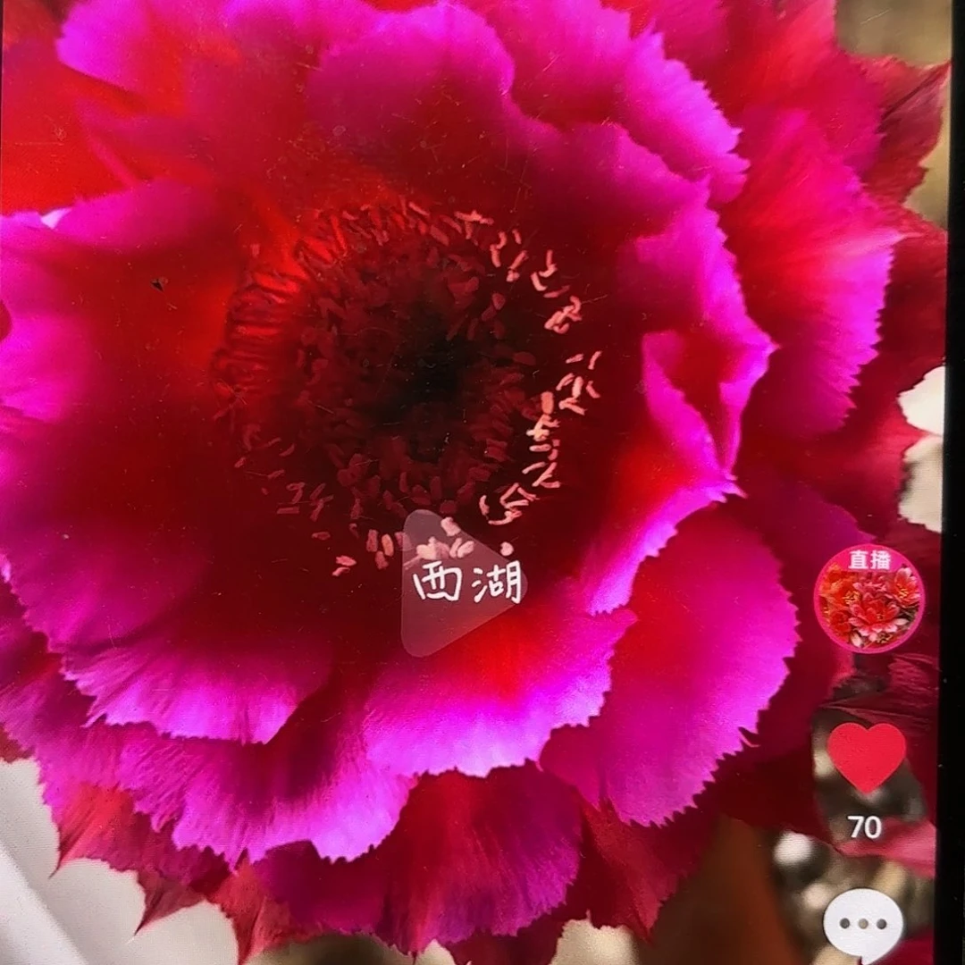 热加彩侧牙20包邮19