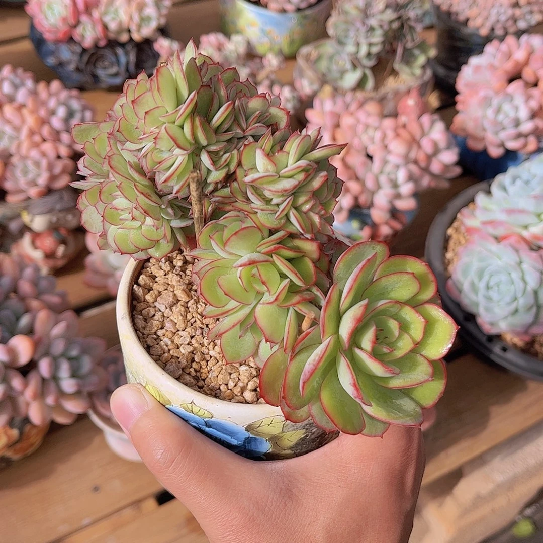 韩版牡丹亭龙头小树缀