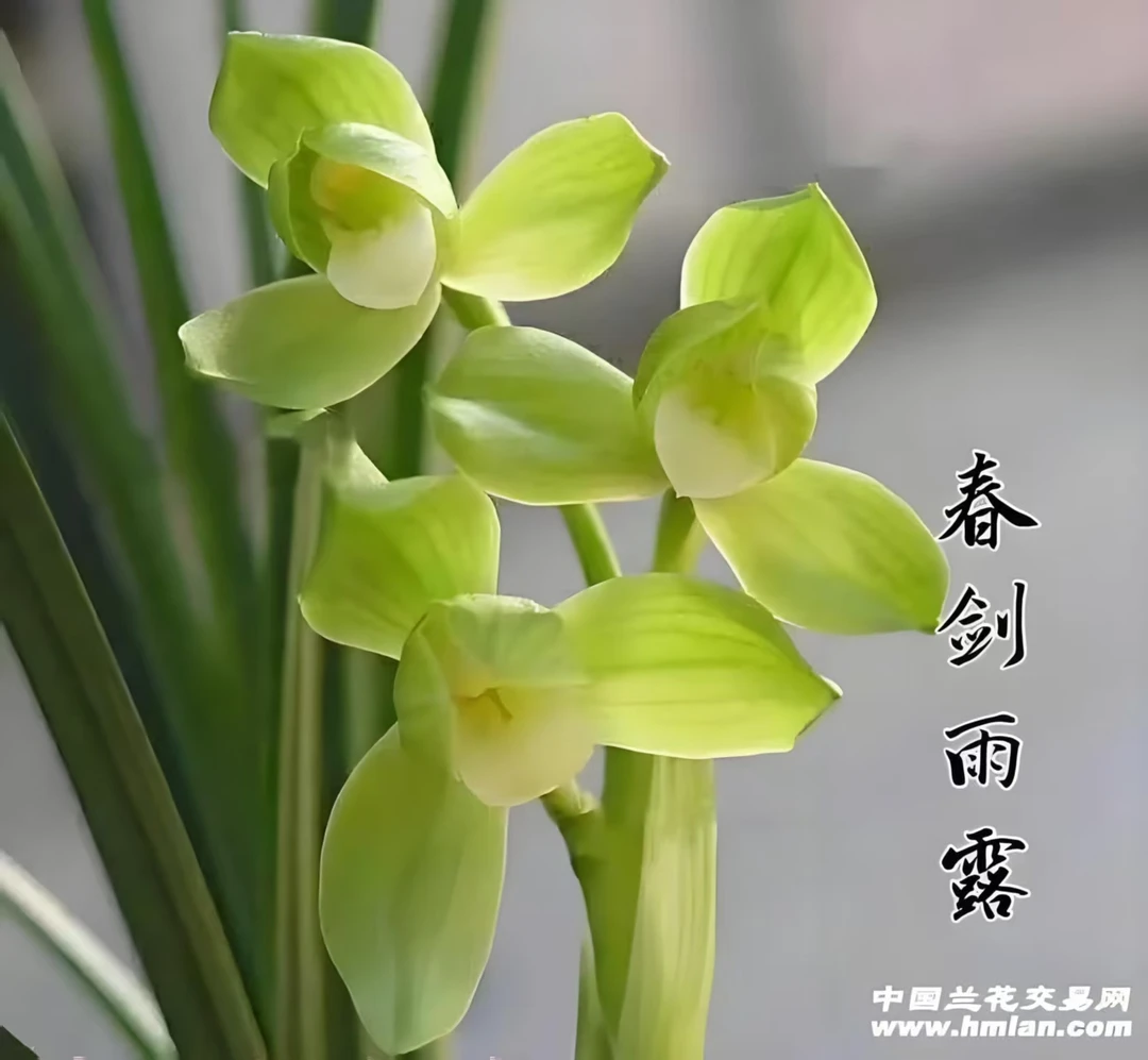 春剑雨露   素花荷瓣