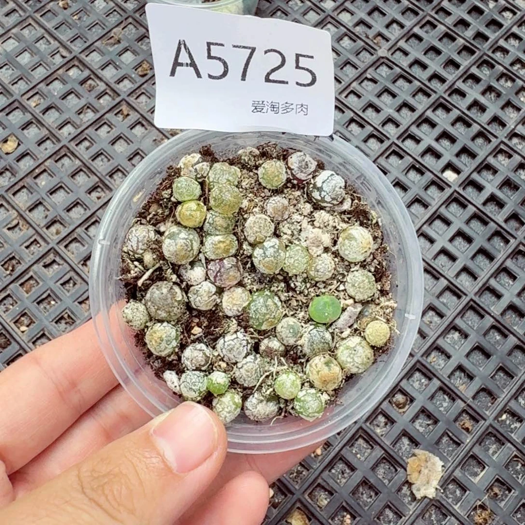 5725—生石花 生石花