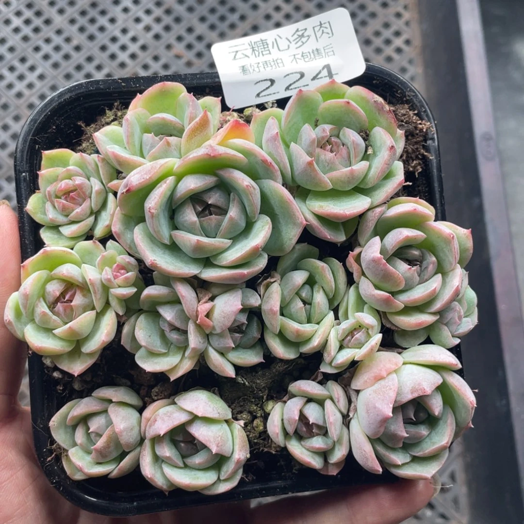 云糖心多肉植物224