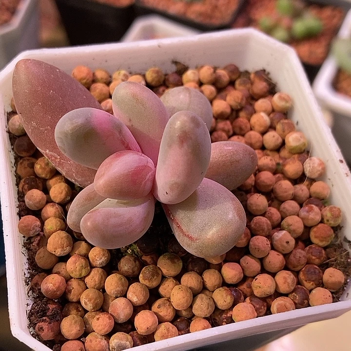 红手指锦多肉植物