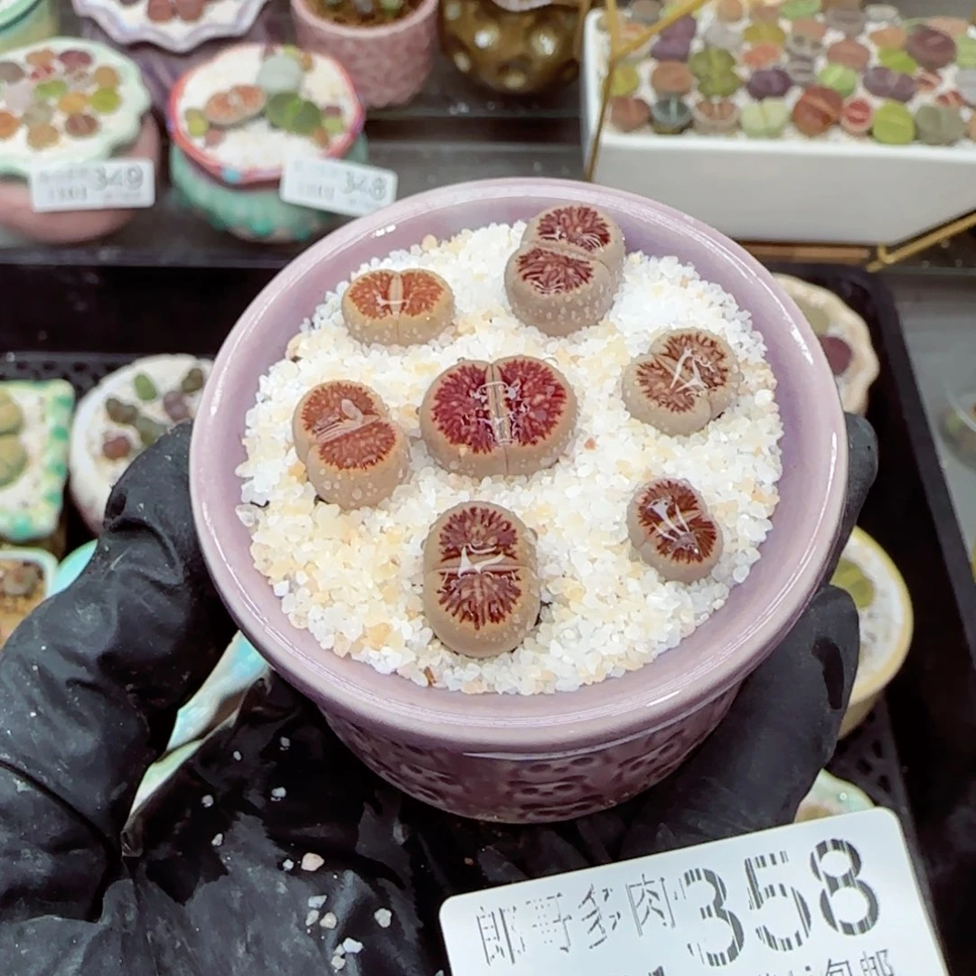 生石花满18包邮1101-358