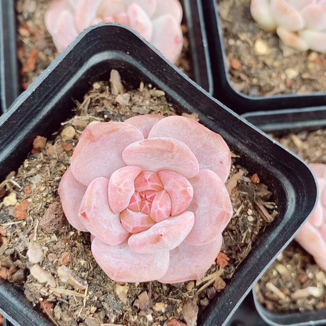 糖钻4.5cm多肉植物