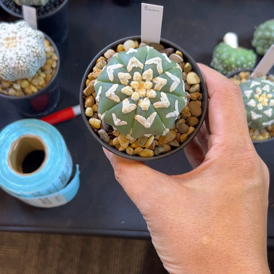 晓***小D021号兜仙人球多肉植物