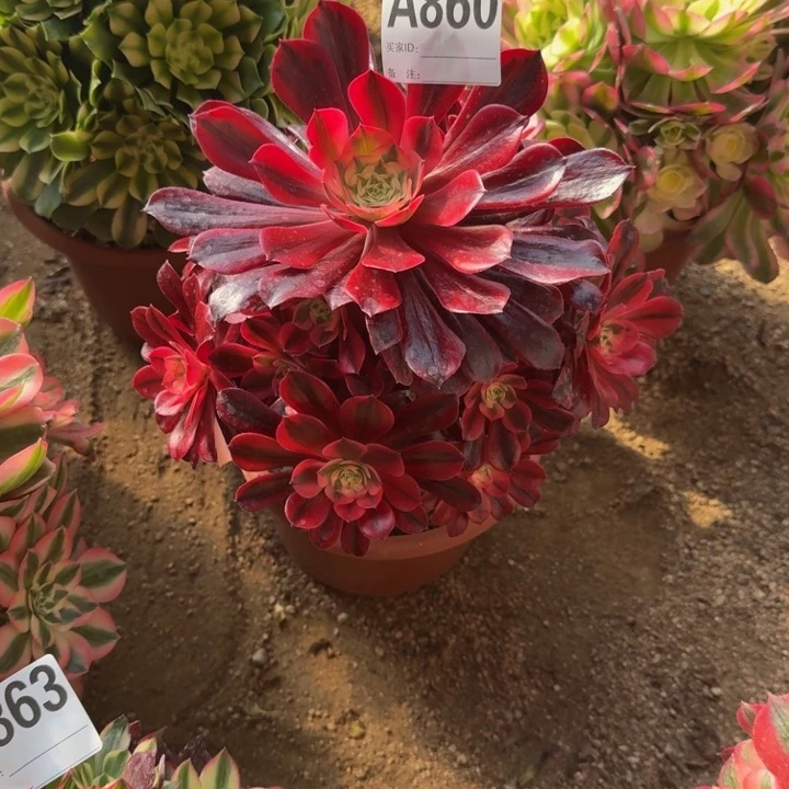 红陶美杜莎860多肉