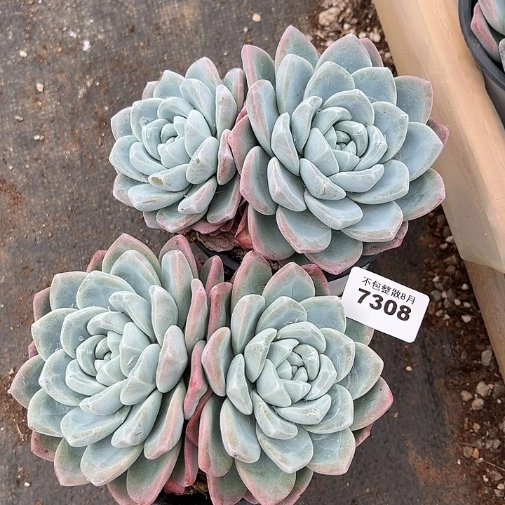 阿雅园艺。    7308冰玉两颗大双