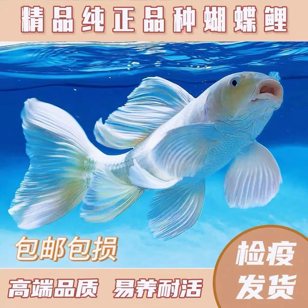 纯种蝴蝶鲤精品石膏白色普身观赏鱼养鱼饲养活体发货养殖耐活混养