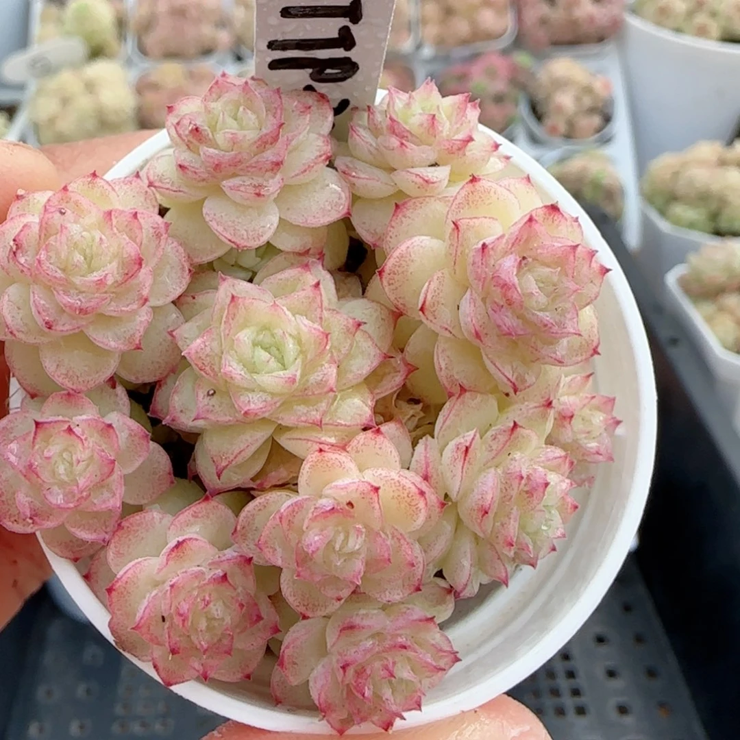 【闪购商品】0220-30（ttp-32）