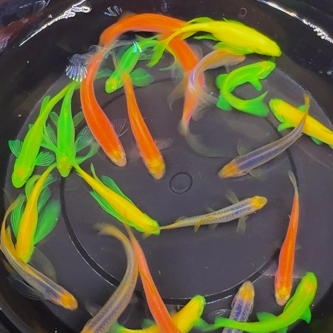 斑马鱼混搭斑马微瑕疵22