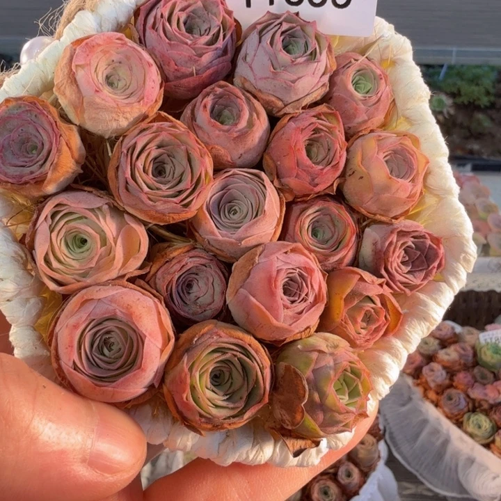 TT855 六角花篮玫瑰组合