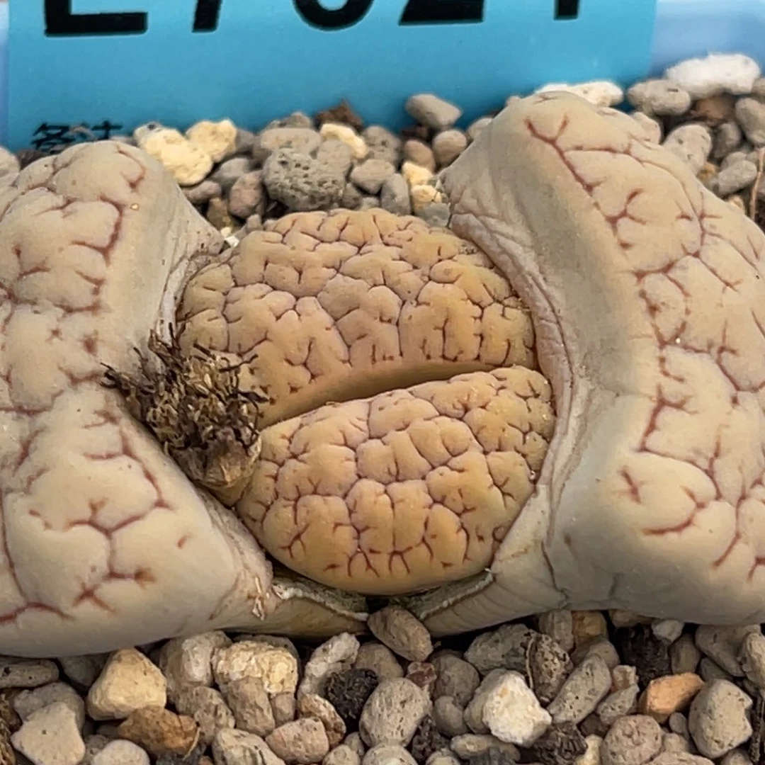 7624凹凸脑纹189一颗