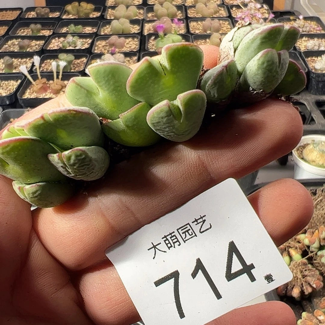 一物一拍。       714