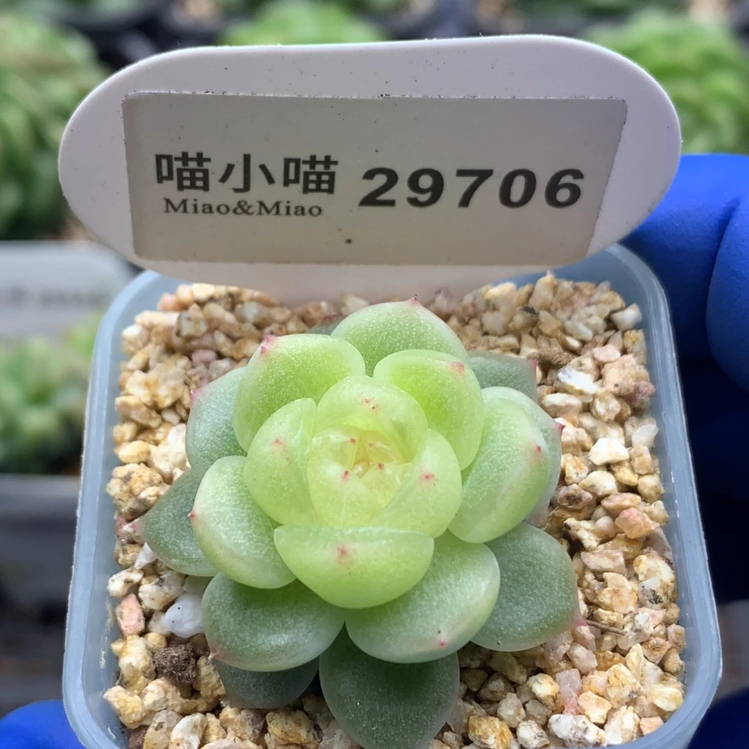 多肉植物杂交珍妮