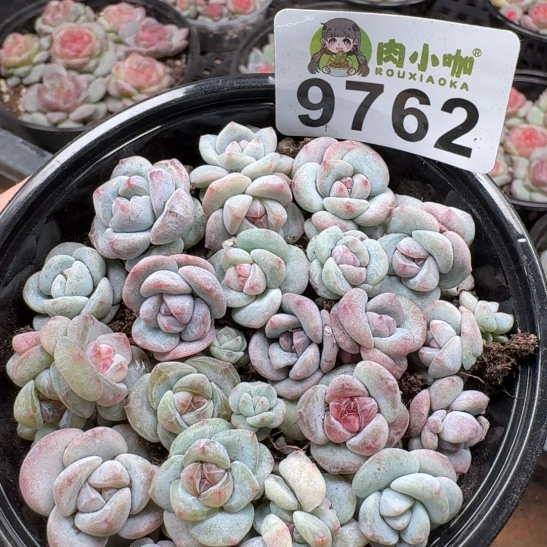 多肉植物多肉植物