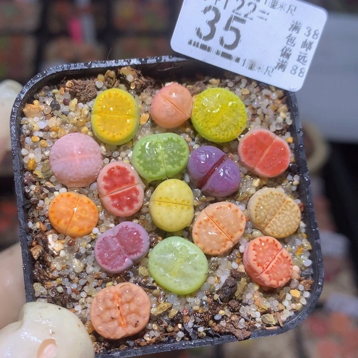 精品生石花122.35