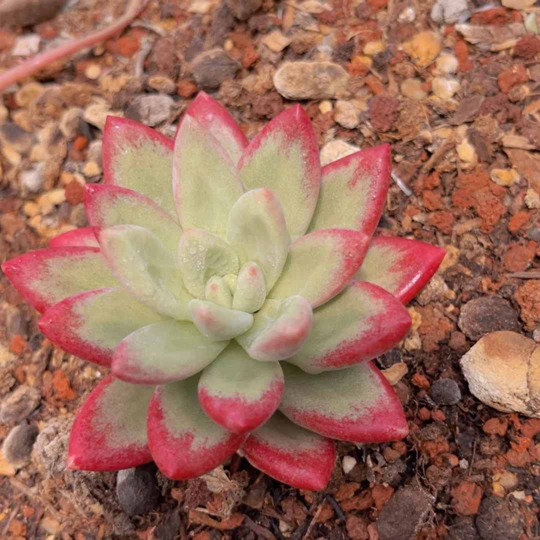 【闪购商品】无花朵1111111111111